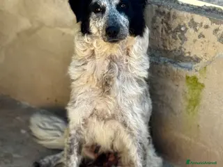 Meticcio cani Ambra 3 anni 23kg socievole - Annuncio 11