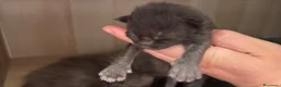 Maine Coon gatti in vendita: Cuccioli di maine coon  - Annuncio 5