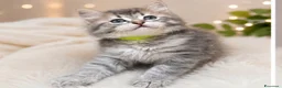 Siberiano gatti in vendita: Cuccioli gatto siberiano pedigree ENFI  - Annuncio 4