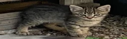 Europeo gatti in regalo: Gattini per adozione  - Annuncio 3