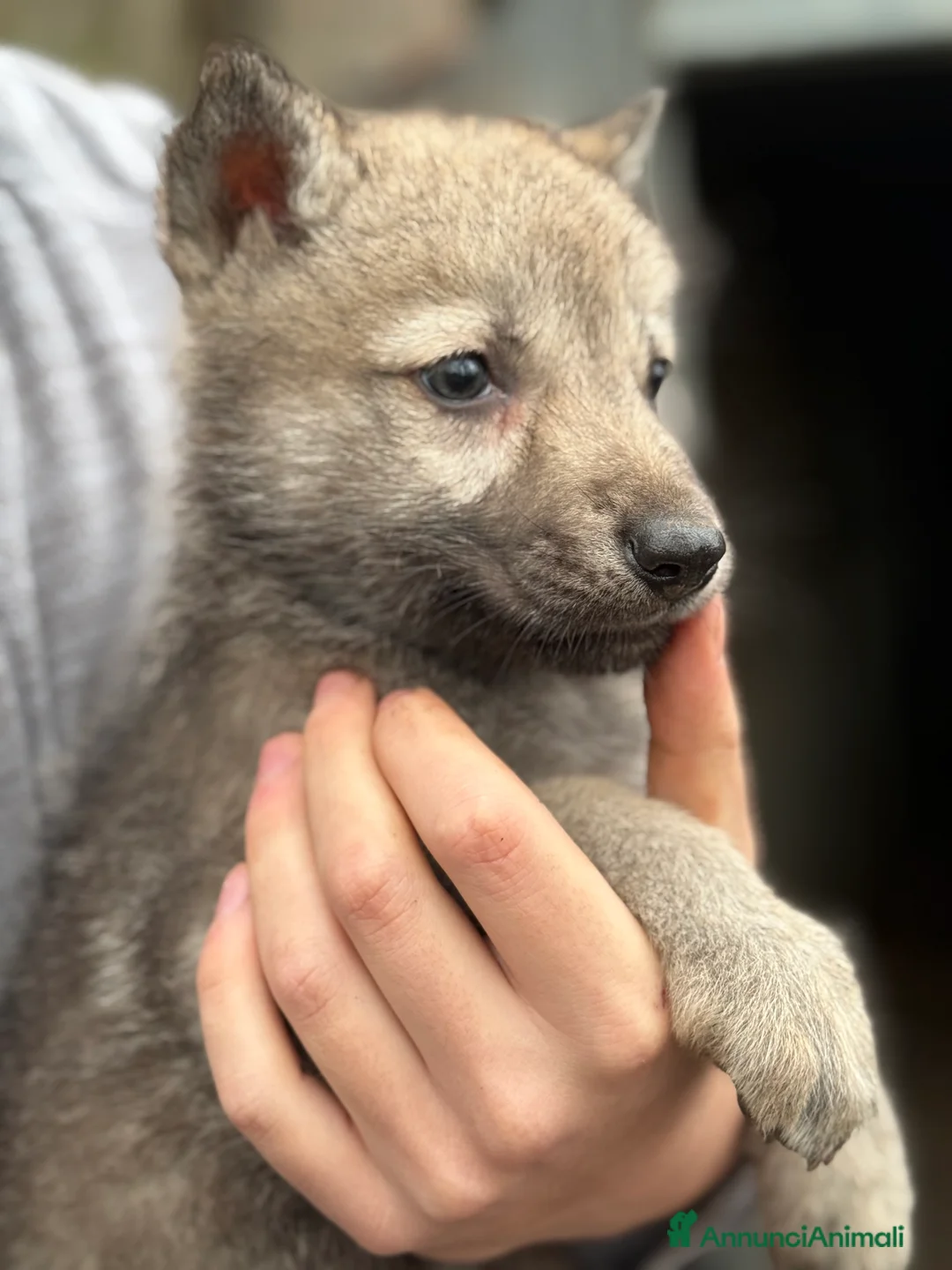 Lupo Cecoslovacco cani in vendita: Cuccioli lupo cecoslovacco  - Annuncio 9