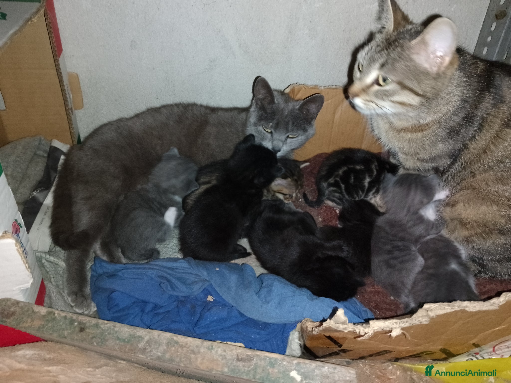 Meticcio gatti Regalo gattini  - Annuncio 1