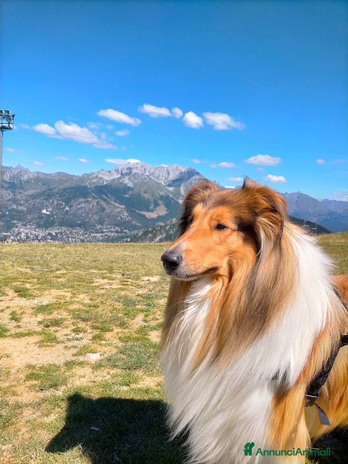 Collie cani PASTORE SCOZZESE PER ACCOPPIAMENTO - Annuncio 2