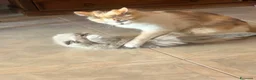 Ragdoll gatti in vendita: Cuccioli ragdoll  a Città metropolitana di Roma Capitale - Annuncio 2