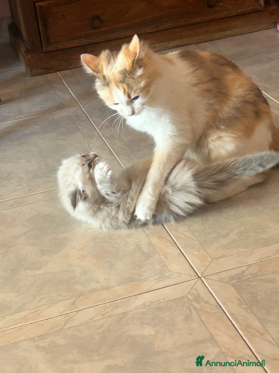 Ragdoll gatti in vendita: Cuccioli ragdoll  a Città metropolitana di Roma Capitale - Annuncio 2