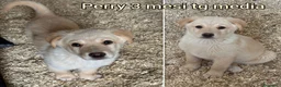 Meticcio cani in regalo: TANTI CUCCIOLI SOLI! a Provincia di Vicenza - Annuncio 1