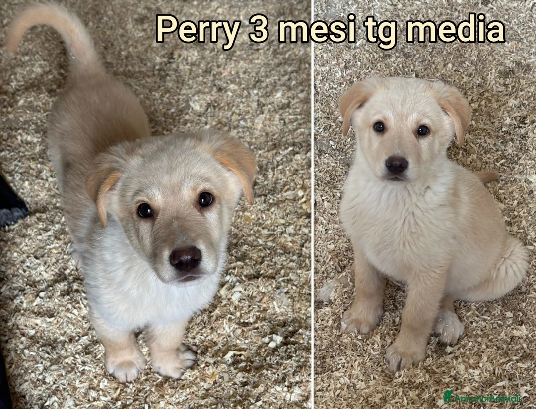 Meticcio cani in regalo: TANTI CUCCIOLI SOLI! a Provincia di Vicenza - Annuncio 1