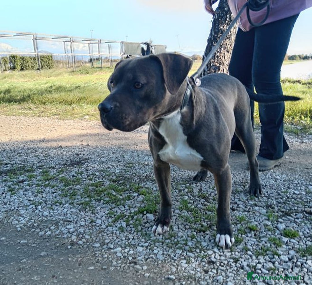 Pitbull cani in regalo: SIMONE, PIT BULL COLOR GRIGIO  a Provincia di Latina - Immagine 4