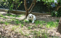 Golden Retriever cani in vendita: Cuccioli Golden retriever  a Provincia di Arezzo - Immagine 5