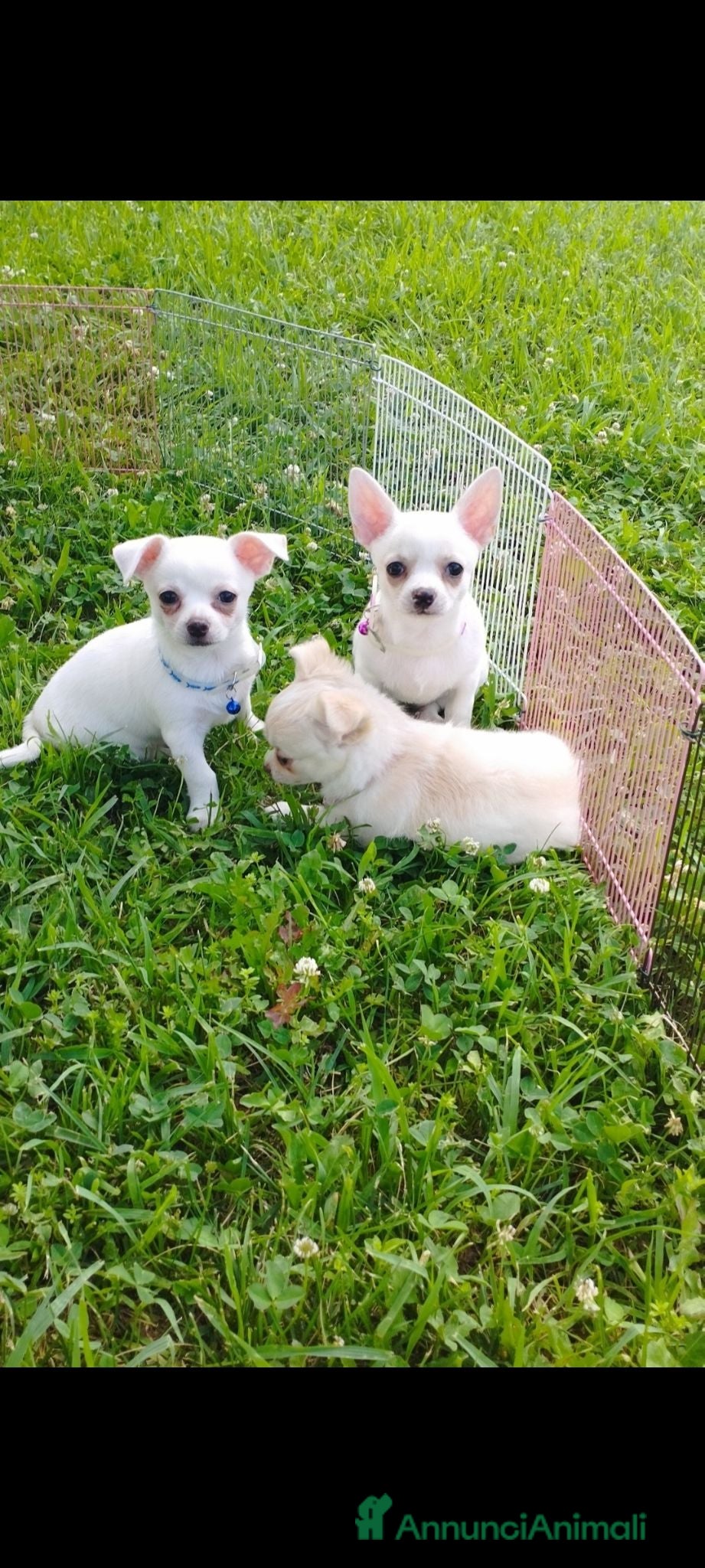 Meticcio cani Cuccioli cane  - Annuncio 6