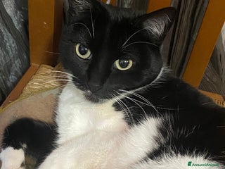 Meticcio gatti GATTA - Annuncio 1