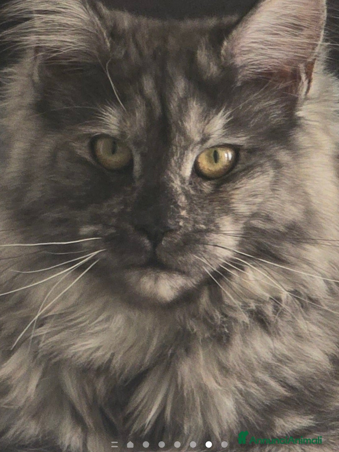 Maine Coon gatti in vendita: Cucciola di maine coom - Annuncio 6