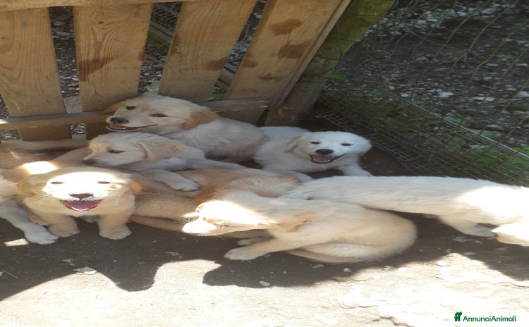 Golden Retriever cani a Provincia autonoma di Trento - Annuncio 17