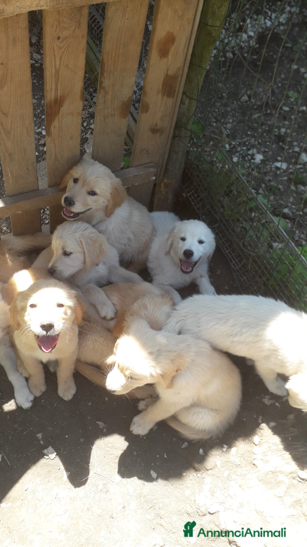 Golden Retriever cani in vendita: Carattere docile linea da lavoro inglese la mamma  a Provincia autonoma di Trento - Immagine 1