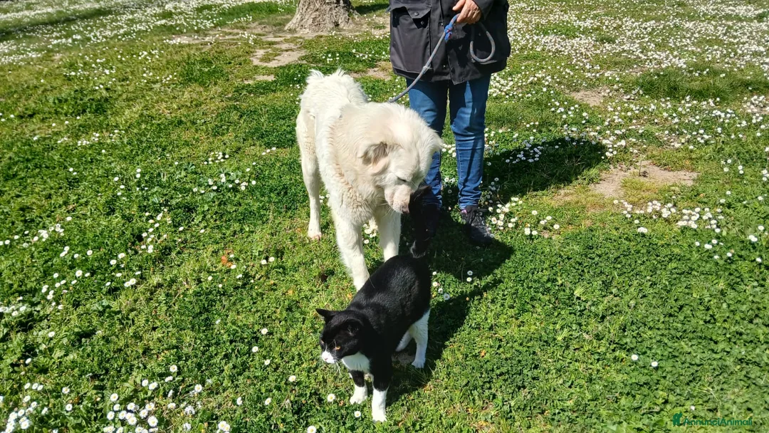 Meticcio cani in regalo: DILETTA LA BONTA' ASSOLUTA CERCA ADOZIONE - Annuncio 2