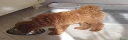 Meticcio cani in vendita: Figlia di Barboncina Toy e Barboncino Nano - Annuncio 4