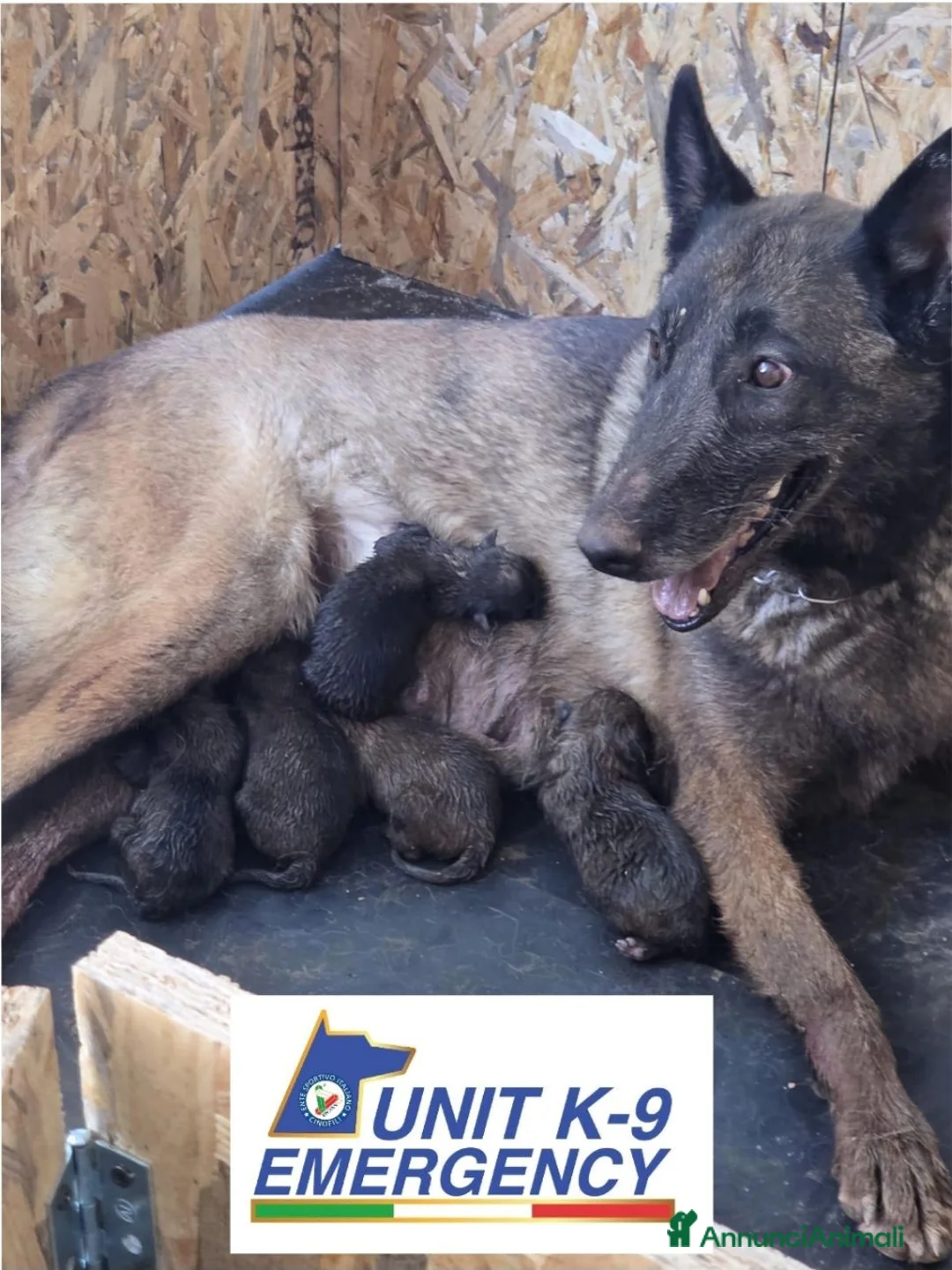 Pastore Belga cani in vendita: SUPER CUCCIOLI PASTORE BELGA MALINOIS  - Annuncio 1