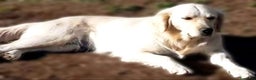 Golden Retriever cani in regalo: MARY golden retriever cerca casa - in adozione - Annuncio 3