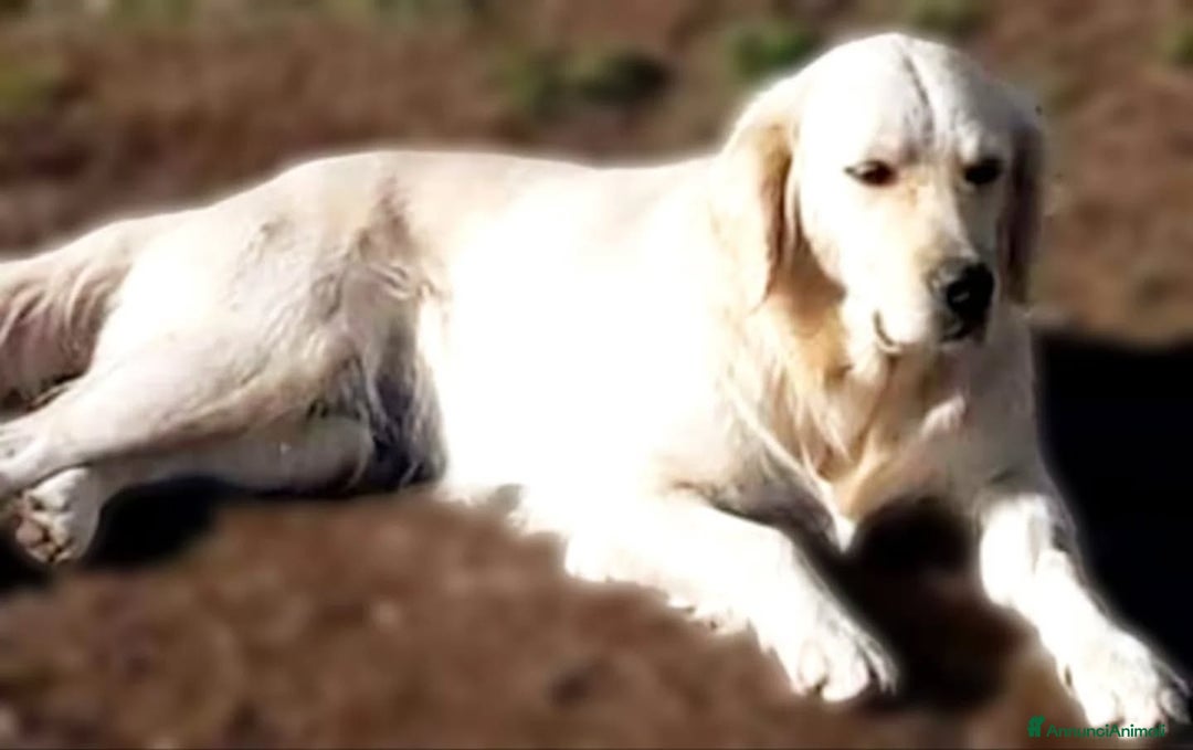 Golden Retriever cani in regalo: MARY golden retriever cerca casa - in adozione - Annuncio 3