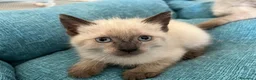 Siamese gatti in vendita: Cuccioli siamesi thai - Annuncio 6