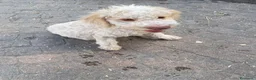 Lagotto cani in vendita: Cuccioli di Lagotto  a Provincia di Cuneo - Annuncio 3