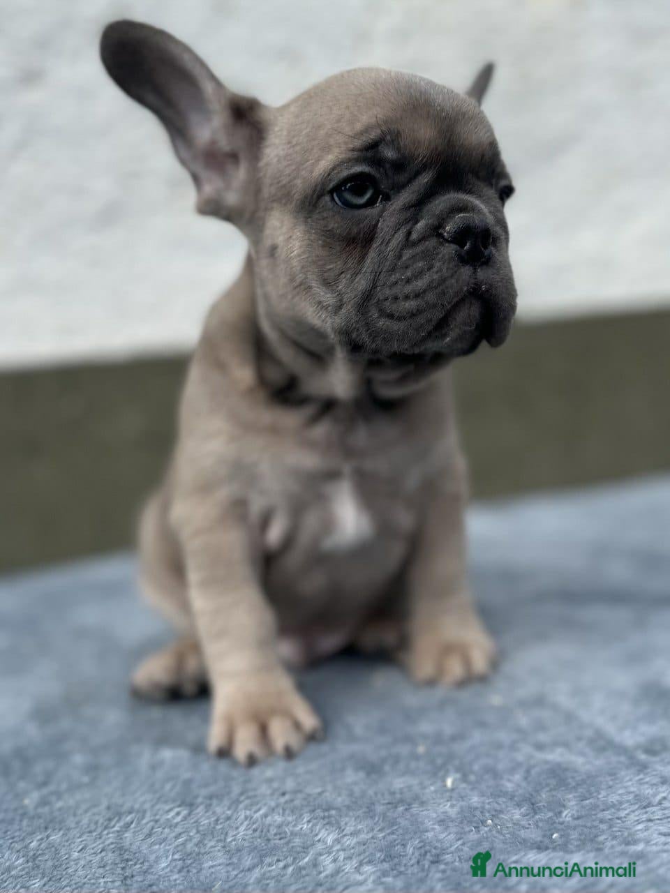 Bulldog Francese cani Bulldog francesi cuccioli - Annuncio 1