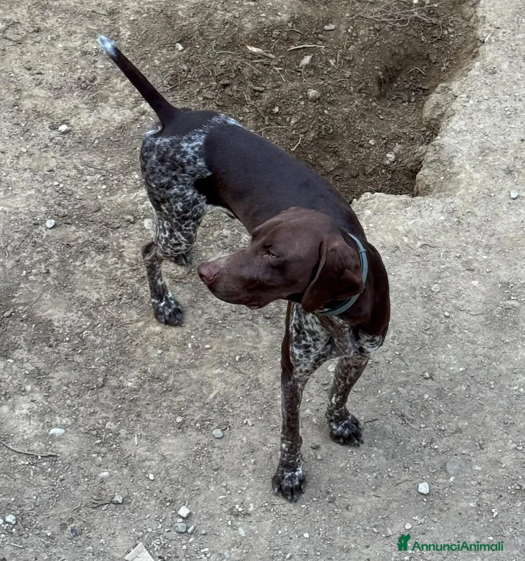Bracco cani in vendita: Cucciolo di Bracco Tedesco Kurzhaar a Provincia di Teramo - Annuncio 2