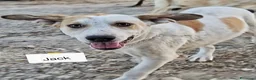 Meticcio cani in regalo: Cuccioli di 5 mesi cercano casa - Annuncio 4