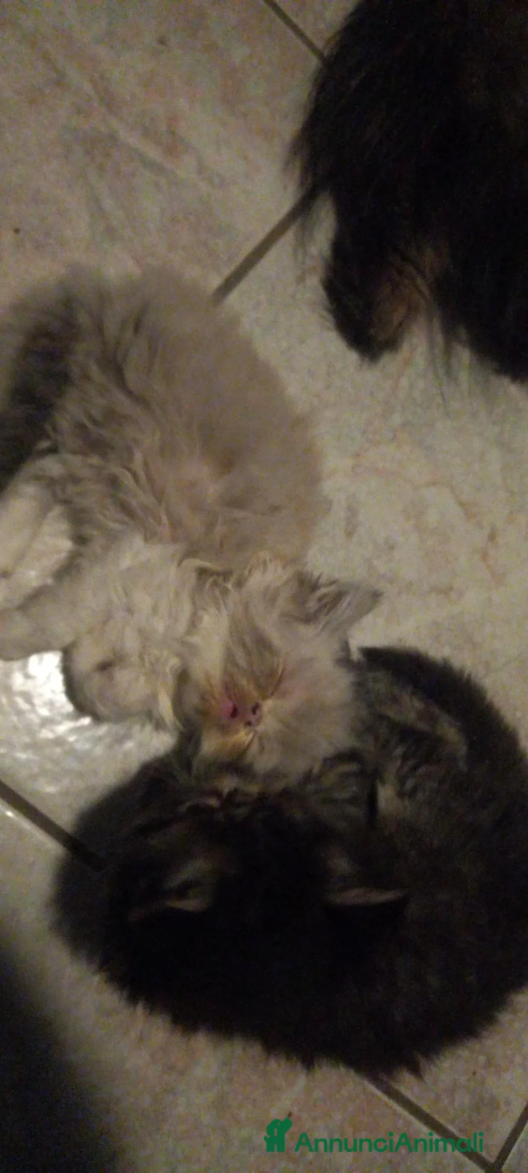 Persiano gatti in vendita: Gattino persiano a pelo lungo - Annuncio 4