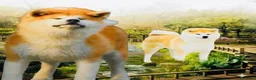 Akita Inu cani in vendita: Cuccioli di Akita Inu  - Annuncio 7