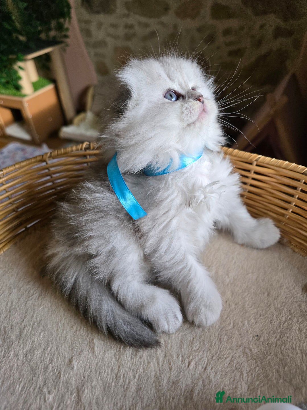 Scottish gatti in vendita: Gattini Scottish fold e straight silver shaded - Annuncio 9