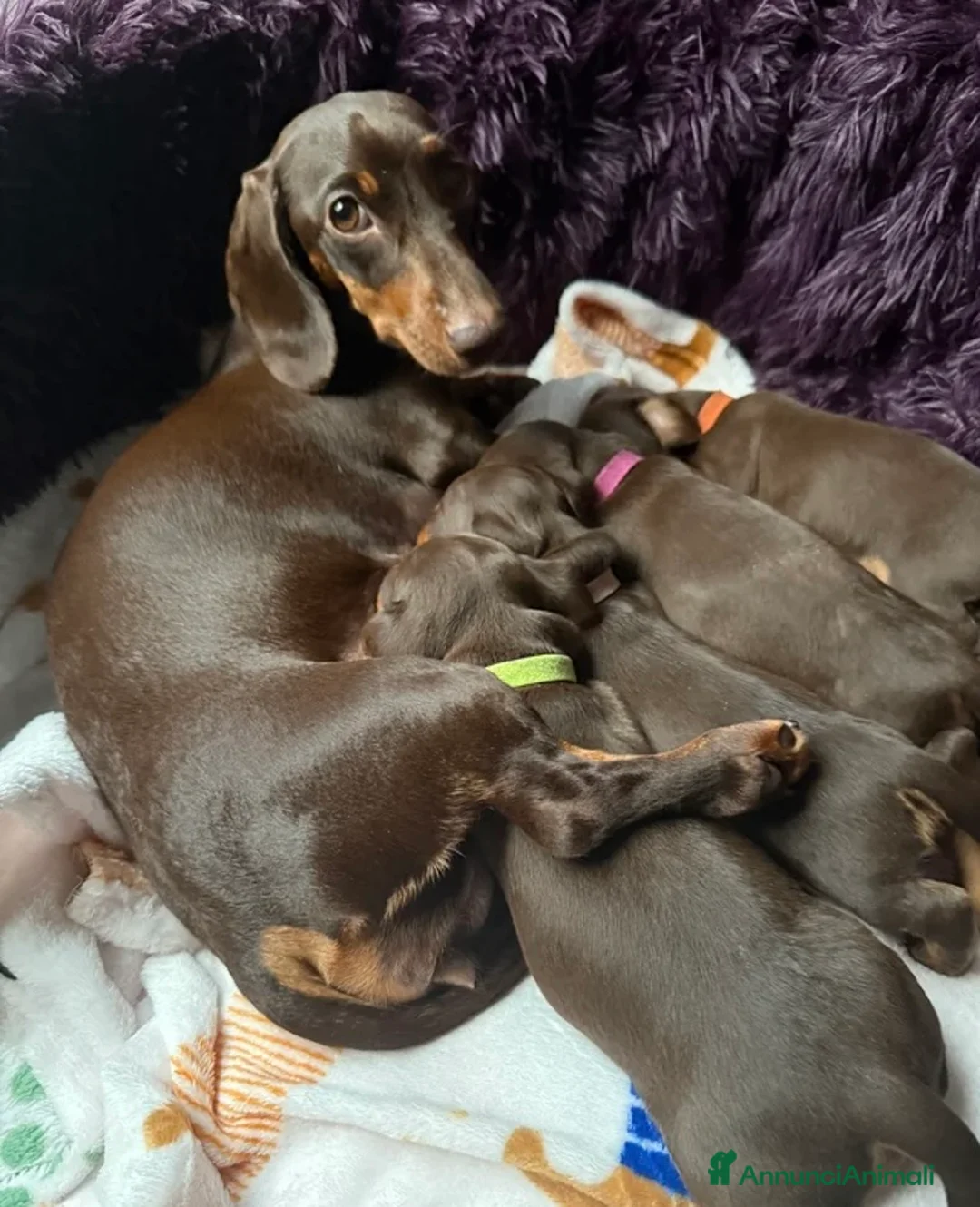 Bassotto cani in vendita: Bassotto nano - Annuncio 11