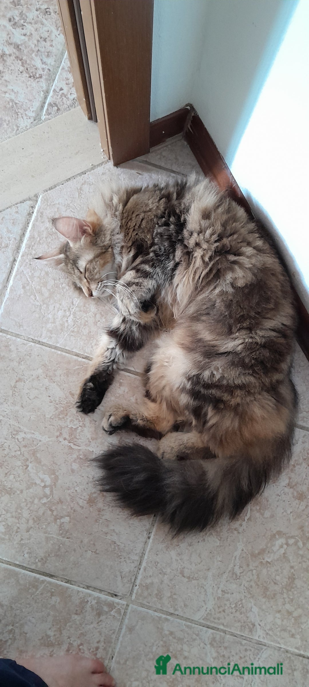 Norvegese gatti in vendita: Norvegesi cuccioli  - Annuncio 12