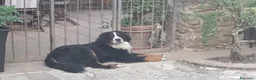 Bovaro del Bernese cani in vendita: Vendita di cuccioli del bovaro del bernesr - Annuncio 4