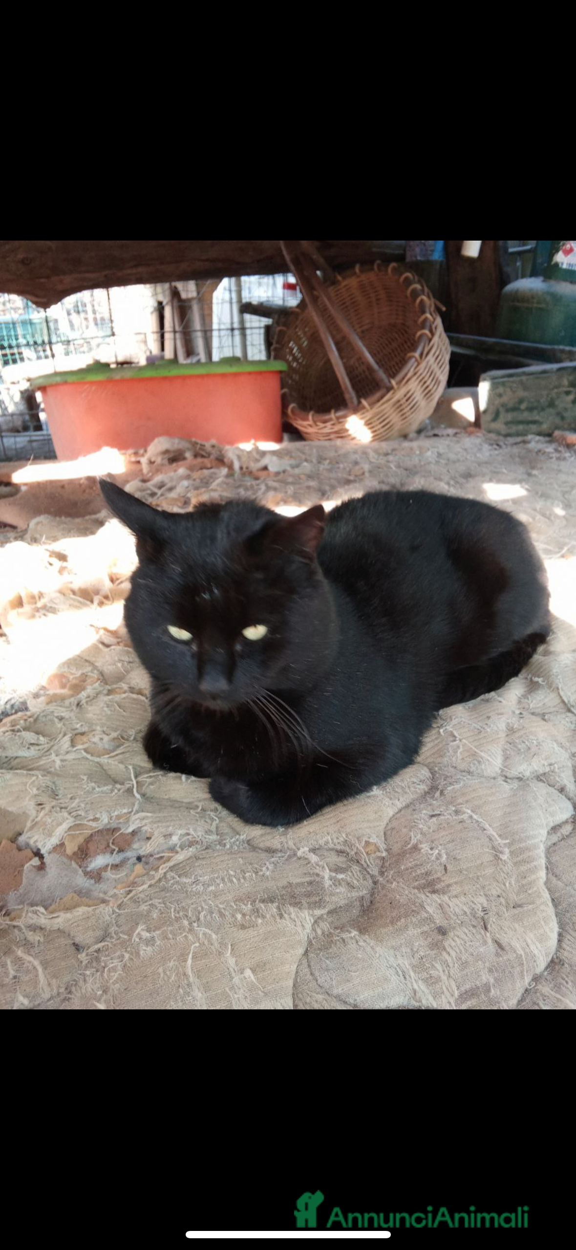 Meticcio gatti Gatto in regalo cerca famiglia  - Annuncio 1