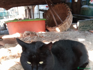 Meticcio gatti Gatto in regalo cerca famiglia - Annuncio 1