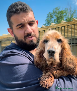 Cocker cani ADOZ.DEL💔:abbandon nel dolore cieco e ipoudente - Annuncio 1