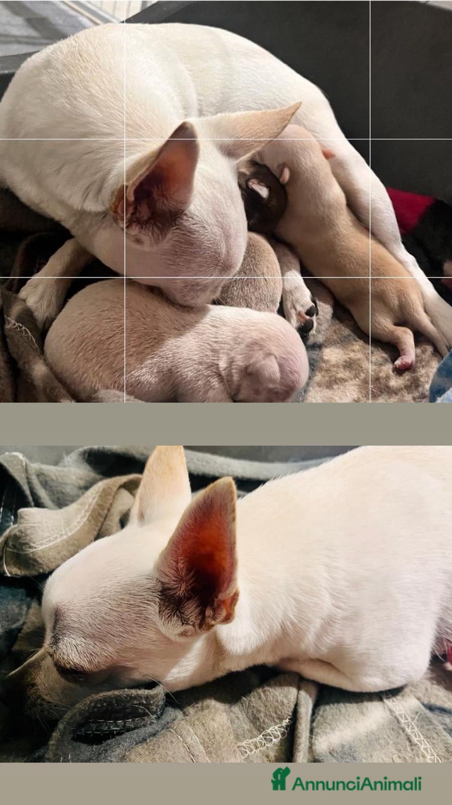 Chihuahua cani Chihuahua  - Annuncio 5