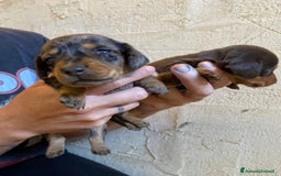 Bassotto cani in vendita: Cucciolo bassotto nano tedesco - Immagine 7