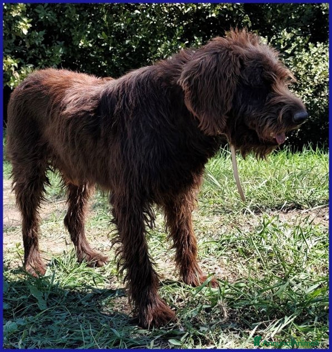 Meticcio cani in regalo: SPELACCHIO merita una vita serena - Annuncio 4