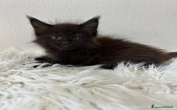 Maine Coon gatti in vendita: Cuccioli Maine coon a Provincia di Cremona - Immagine 7
