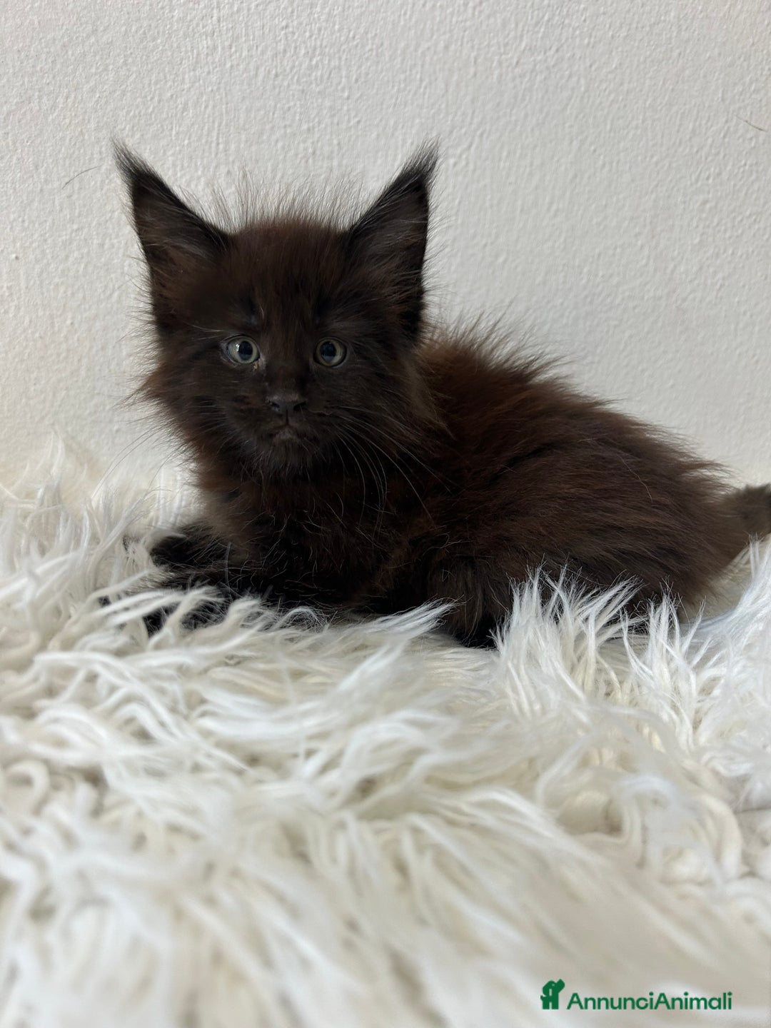 Maine Coon gatti in vendita: Cuccioli Maine coon a Provincia di Cremona - Immagine 7
