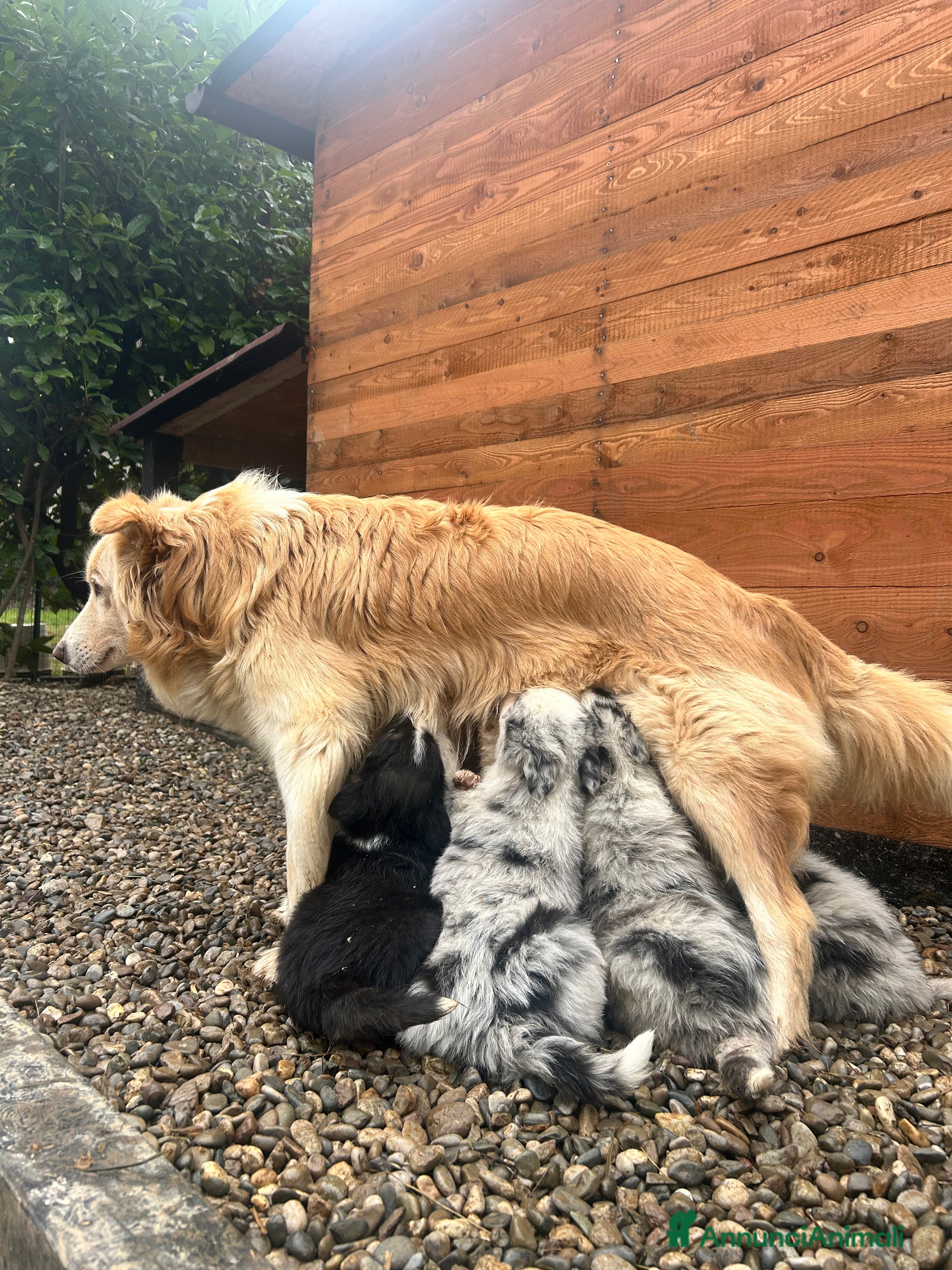 Border Collie cani Cucciolo Border collie  - Annuncio 10