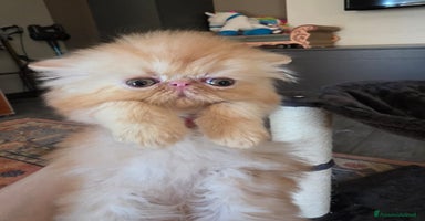 Persiano gatti a Provincia di Padova - Annuncio 9