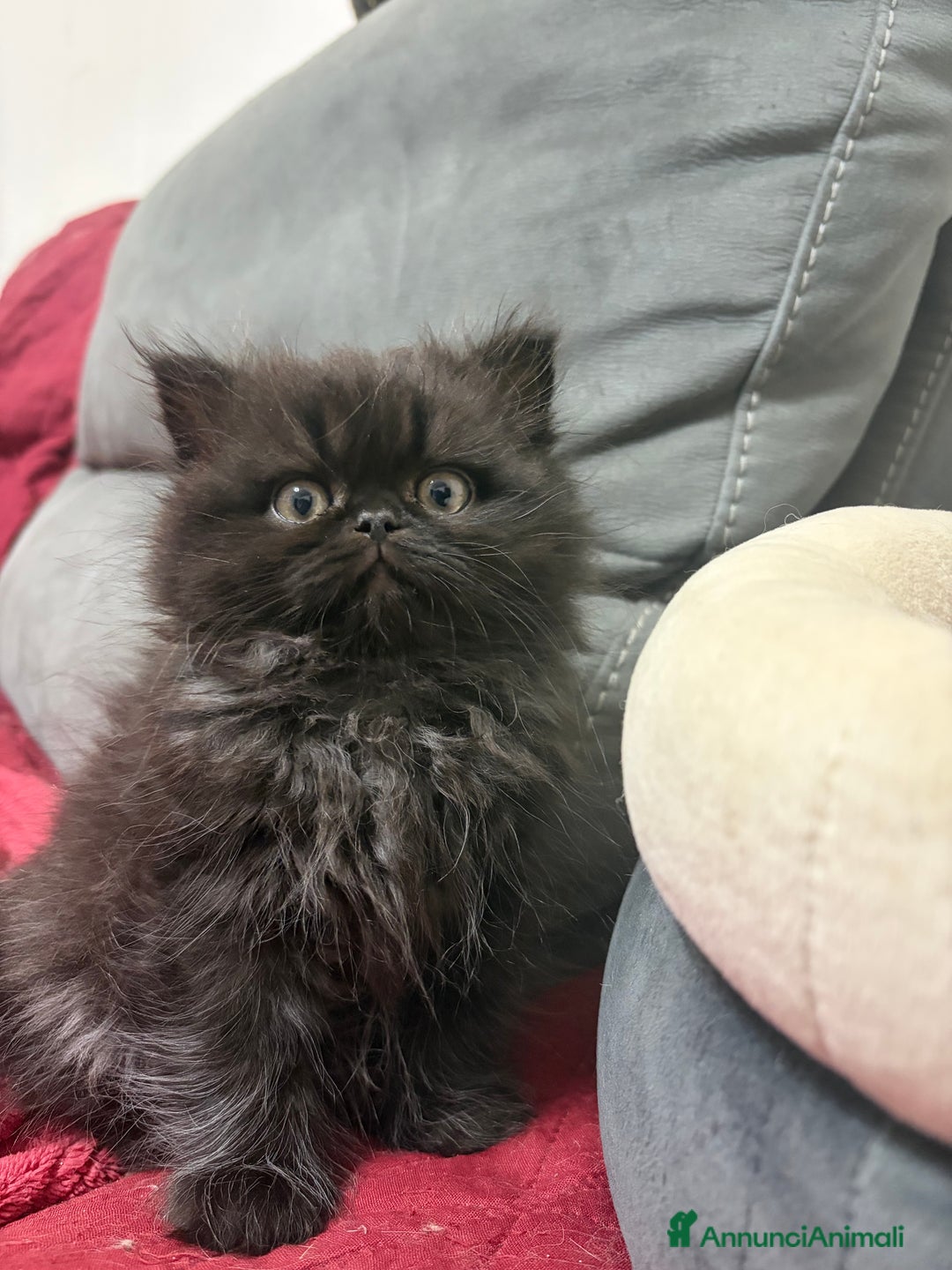 Scottish gatti in vendita: Scottish fold/straight gattini - Annuncio 4