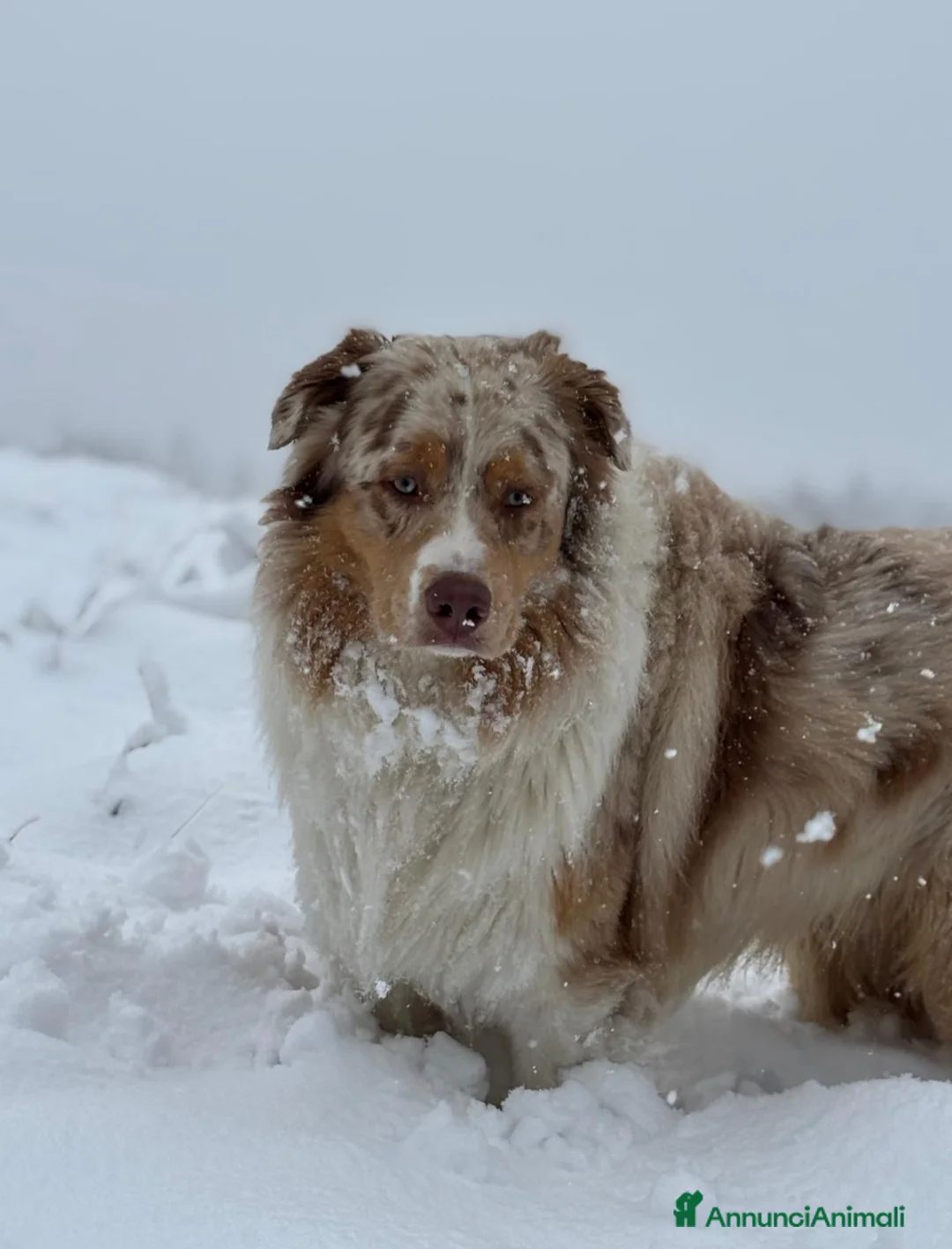 Australian Shepherd cani in vendita: Cuccioli Pastore Australiano  - Annuncio 8