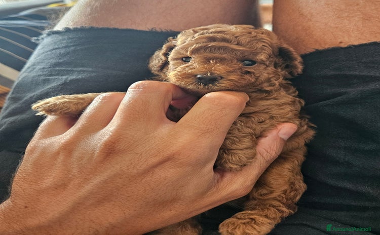 Barboncino Toy cani - Annuncio 8