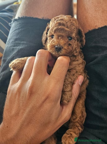 Barboncino Toy cani - Annuncio 8