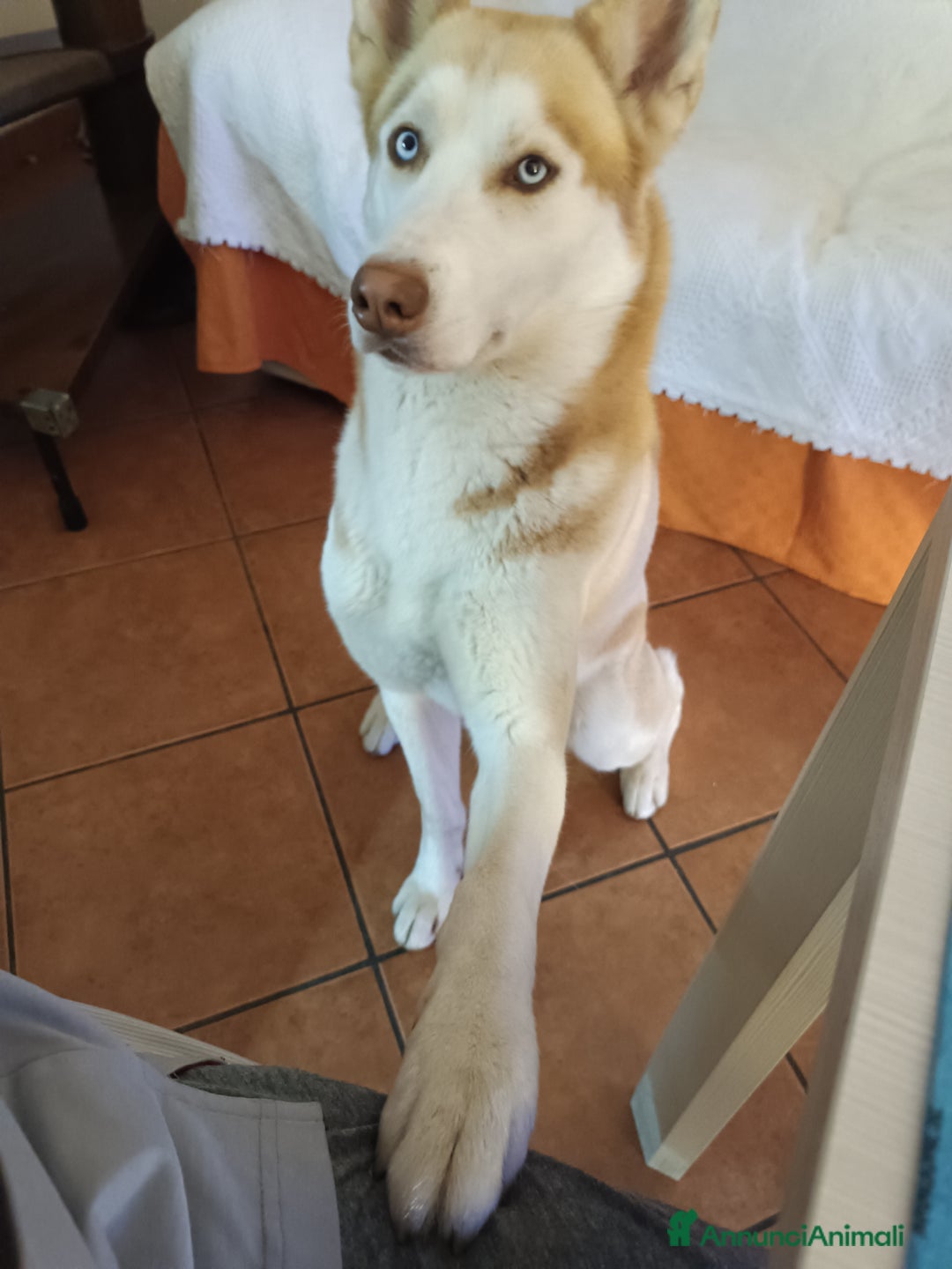 Husky cani per accoppiamento: Husky per accoppiamento  a Pomezia - Annuncio 8