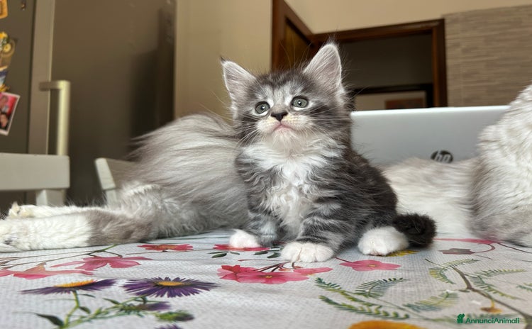Maine Coon gatti a Provincia di Modena - Annuncio 1
